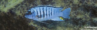 Maylandia fainzilberi &#39;Londo Bay&#39; Metriaclima fainzilberi &#39;Londo Bay&#39;
