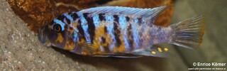 Maylandia fainzilberi &#39;Lukuyusi&#39; Metriaclima fainzilberi &#39;Lukuyusi&#39;