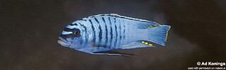 Maylandia fainzilberi &#39;Lumbaulo&#39; Metriaclima fainzilberi &#39;Lumbaulo&#39;