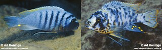 Maylandia fainzilberi &#39;Lupingu&#39; Metriaclima fainzilberi &#39;Lupingu&#39;