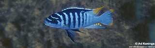 Maylandia fainzilberi &#39;Luwino Reef&#39; Metriaclima fainzilberi &#39;Luwino Reef&#39; Metriaclima sp. &#39;zebra chilumba&#39; Luwino Reef