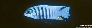 Maylandia fainzilberi &#39;Maison Reef&#39; Metriaclima fainzilberi &#39;Maison Reef&#39; Metriaclima sp. &#39;zebra chilumba&#39; Maison Reef
