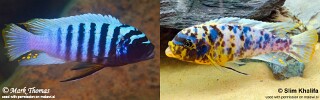 Maylandia fainzilberi &#39;Manda&#39; Metriaclima fainzilberi &#39;Manda&#39;