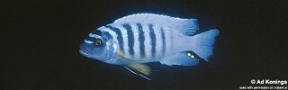 Maylandia fainzilberi &#39;Mbamba Bay&#39; Metriaclima fainzilberi &#39;Mbamba Bay&#39;