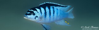 Maylandia fainzilberi &#39;Mdowa&#39; Metriaclima fainzilberi &#39;Mdowa&#39; Metriaclima sp. &#39;zebra chilumba&#39; Mdowa