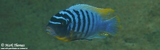 Maylandia fainzilberi &#39;Ngwasi&#39; Metriaclima fainzilberi &#39;Ngwasi&#39;
