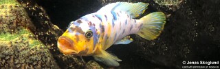Maylandia fainzilberi &#39;Nsele&#39; Metriaclima fainzilberi &#39;Nsele&#39;