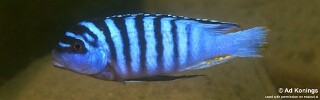 Maylandia fainzilberi &#39;Ruarwe&#39; Metriaclima fainzilberi &#39;Ruarwe&#39;