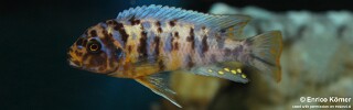 Maylandia fainzilberi &#39;Ukenju&#39; Metriaclima fainzilberi &#39;Ukenju&#39;