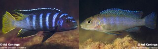 Maylandia flavicauda Metriaclima flavicauda Metriaclima sp. &#39;elongatus yellow tail&#39;