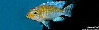Maylandia glaucos &#39;Kanjindo Rocks&#39; Metriaclima glaucos &#39;Kanjindo Rocks&#39;