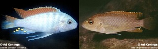 Maylandia greshakei Metriaclima greshakei