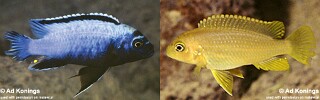 Maylandia koningsi Metriaclima koningsi Metriaclima sp. &#39;membe deep&#39;