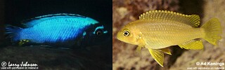 Maylandia koningsi &#39;Maingano Island&#39; Metriaclima koningsi &#39;Maingano Island&#39; Maylandia sp. &#39;membe deep&#39; Maingano Island