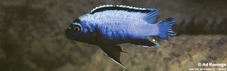 Maylandia koningsi &#39;Membe Point&#39; Metriaclima koningsi &#39;Likoma Island&#39; Maylandia sp. &#39;membe deep&#39; Membe Point