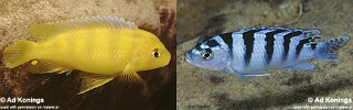 Maylandia lombardoi Metriaclima lombardoi