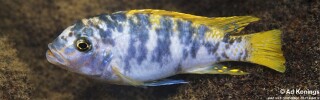 Maylandia mbenjii &#39;Fuawe Island&#39; Metriaclima mbenjii &#39;Fuawe Island&#39;