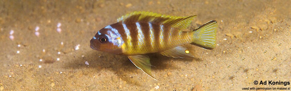 Maylandia melissa 'Chirwa Island'<br><font color=gray>Metriaclima melissa 'Chirwa'<br>Metriaclima sp. 'elongatus bee' Chirwa Island</font>