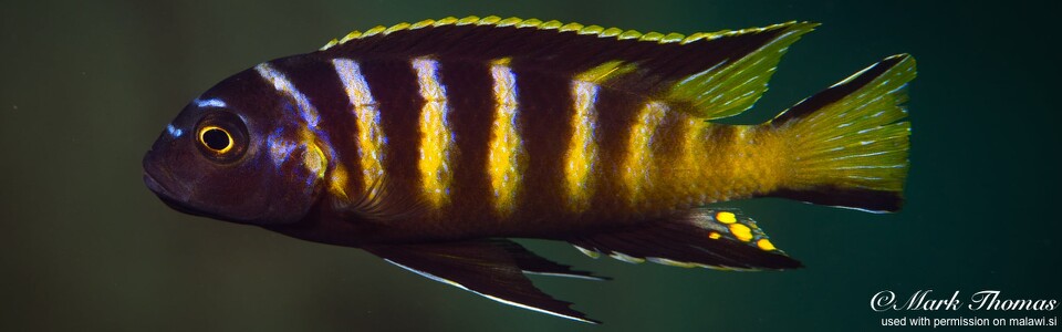 Maylandia melissa 'Chitende Cove'<br><font color=gray>Metriaclima melissa 'Chitende Cove'<br>Metriaclima sp. 'elongatus chailosi' Chitende Cove</font>