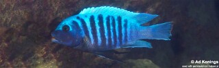 Maylandia midomo Metriaclima midomo