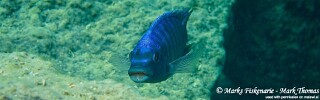 Maylandia midomo &#39;Ngkuyo Island&#39; Metriaclima midomo &#39;Ngkuyo Island&#39;
