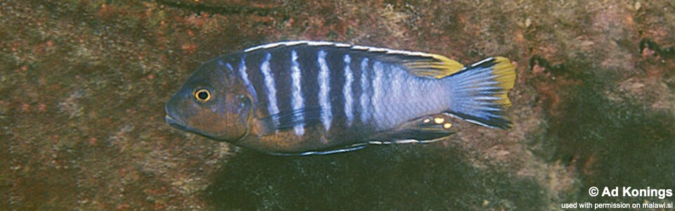 Maylandia nigrodorsalis 'Meponda'<br><font color=gray>Metriaclima nigrodorsalis 'Meponda'<br>Maylandia sp. 'black dorsal chiloelo' Meponda</font>