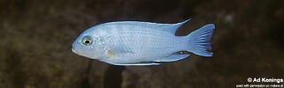 Maylandia nkhunguensis &#39;Nkhungu Reef&#39; Metriaclima nkhunguense &#39;Nkhungu Reef&#39;