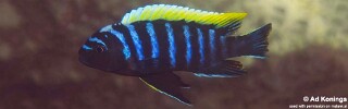 Maylandia pambazuko &#39;Hongi Island&#39; Metriaclima pambazuko &#39;Hongi Island&#39;