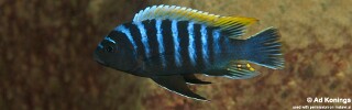 Maylandia pambazuko &#39;Londo Bay&#39; Metriaclima pambazuko &#39;Londo Bay&#39;