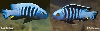 Maylandia pulpican Metriaclima pulpican Cynotilapia pulpican