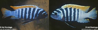 Maylandia pyrsonotos Metriaclima pyrsonotos Metriaclima sandaracinos Metriaclima thapsinogen