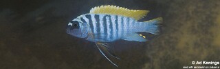 Maylandia pyrsonotos &#39;Nkhudzi&#39; Metriaclima pyrsonotos &#39;Nkhudzi&#39;
