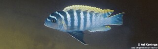 Maylandia pyrsonotos X Maylandia zebra &#39;Makanjila Rocks&#39;