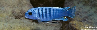 Maylandia sciasma &#39;Ikombe&#39; Metriaclima sciasma &#39;Ikombe&#39;