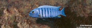 Maylandia sciasma &#39;Magunga&#39; Metriaclima sciasma &#39;Magunga&#39;