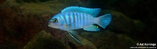 Maylandia sciasma &#39;Nkanda&#39; Metriaclima sciasma &#39;Nkanda&#39;