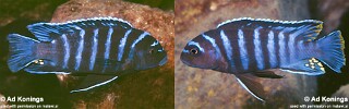 Maylandia sp. &#39;aggressive bars&#39; Metriaclima sp. &#39;aggressive bars&#39; Pseudotropheus sp. &#39;aggressive bars&#39;