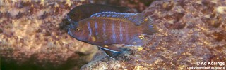 Maylandia sp. &#39;aggressive bars&#39; Minos Reef Metriaclima sp. &#39;aggressive bars&#39; Minos Reef