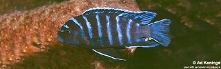Maylandia sp. &#39;aggressive bars&#39; Ndumbi Rocks Metriaclima sp. &#39;aggressive bars&#39; Ndumbi Rocks