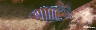 Maylandia sp. &#39;aggressive bars&#39; Nkhungu Reef Metriaclima sp. &#39;aggressive bars&#39; Nkhungu Reef