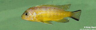 Maylandia sp. &#39;daktari&#39; Ngombe Metriaclima sp. &#39;daktari&#39; Ngombe