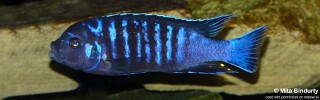 Maylandia sp. &#39;dolphin&#39; Manda Metriaclima sp. &#39;dolphin&#39; Manda