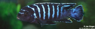 Maylandia sp. &#39;dolphin&#39; Thumbi Point Metriaclima sp. &#39;dolphin&#39; Thumbi Point