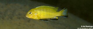 Maylandia sp. &#39;lime&#39; Membe Point Metriaclima sp. &#39;lime&#39; Membe Point