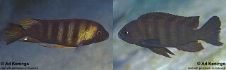 Maylandia sp. &#39;mbweca&#39; Metriaclima sp. &#39;mbweca&#39; Cynotilapia sp. &#39;mbweca&#39;
