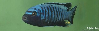 Maylandia sp. &#39;msobo heteropictus&#39; Higga Reef Metriaclima sp. &#39;msobo heteropictus&#39; Higga Reef