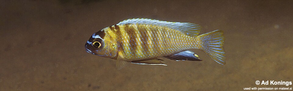 Maylandia sp. 'patricki' Nkhomo Reef<br><font color=gray>Metriaclima  sp. 'patricki' Nkhomo Reef</font> 