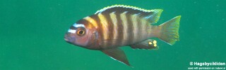 Maylandia sp. &#39;patricki&#39; Jalo Reef Metriaclima sp. &#39;patricki&#39; Jalo Reef