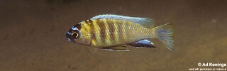 Maylandia sp. &#39;patricki&#39; Nkhomo Reef Metriaclima sp. &#39;patricki&#39; Nkhomo Reef