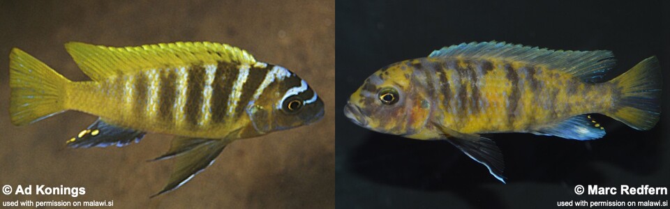 Maylandia sp. 'zebra gold' Nkhata Bay<br><font color=gray>Metriaclima sp. 'zebra gold' Nkhata Bay</font> 